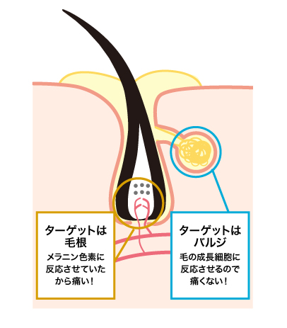 バジル領域イラスト